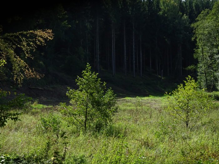 Abb2_Naturverjuengung | Kreisverwaltung Ahrweiler Natürliche Waldverjüngung durch Sukzession nach Fichtenrodung