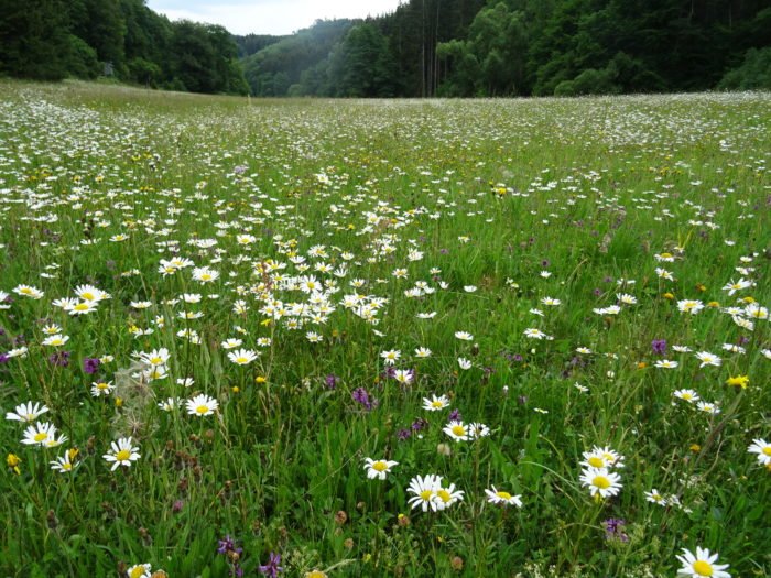 Abb3_Artenreiche-Wiese-im-Dreisbachtal | Kreisverwaltung Ahrweiler Artenreiche Wiese während der Blüte im Dreisbachtal