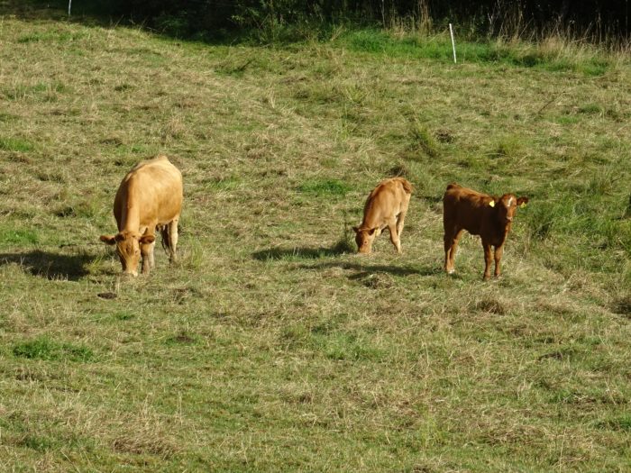 Kuehe_Weide_Armuths_komprimiert | Kreisverwaltung Ahrweiler Kühe weiden auf einer Wiese