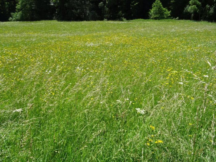Wiese_komprimiert-1 | Kreisverwaltung Ahrweiler