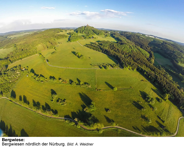 5c_Bergwiese | Kreisverwaltung Ahrweiler