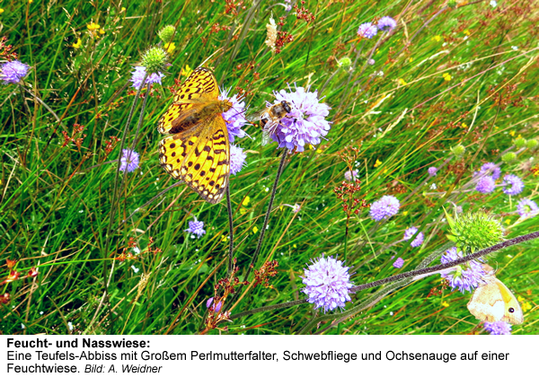 5c_Feuchtwiese | Kreisverwaltung Ahrweiler