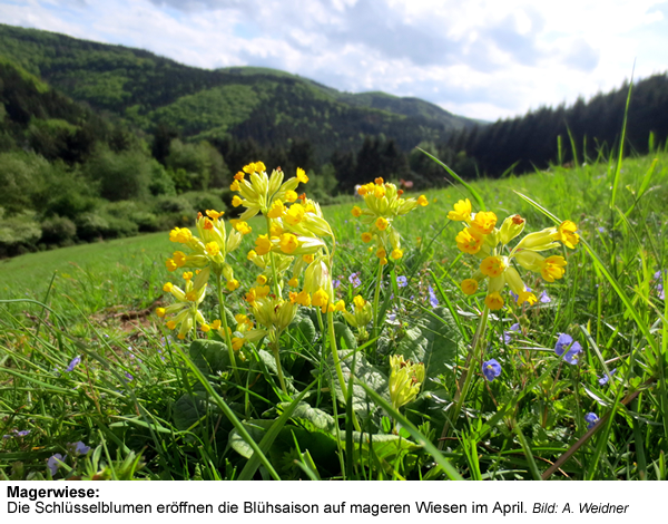 5c_Magerwiese | Kreisverwaltung Ahrweiler