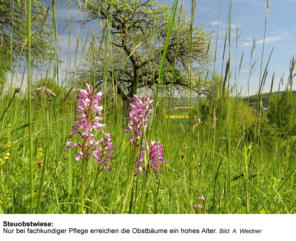 5d_Streuobst_1 | Kreisverwaltung Ahrweiler