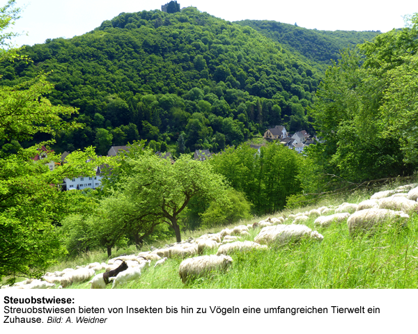 5d_Streuobst_2 | Kreisverwaltung Ahrweiler