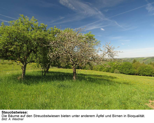 5d_Streuobst_3 | Kreisverwaltung Ahrweiler