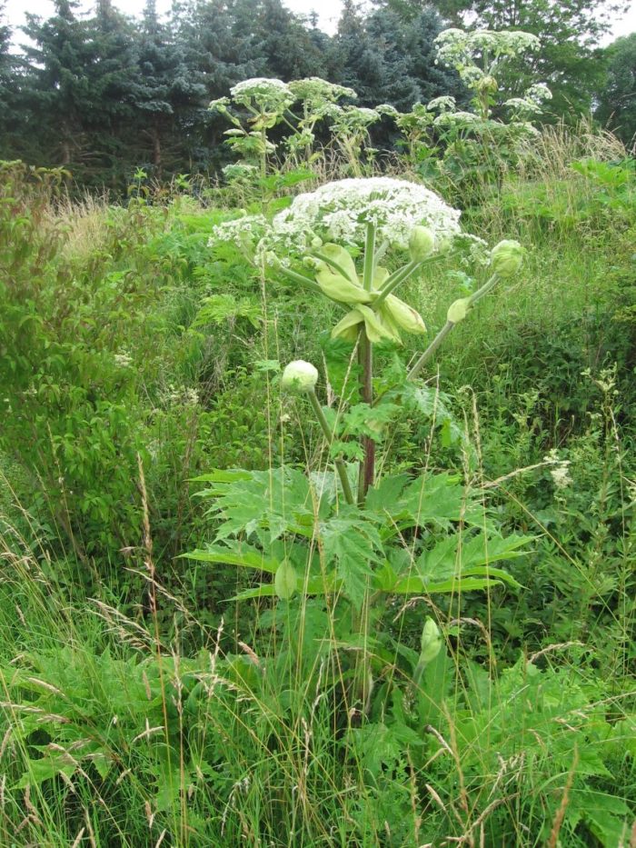 Herkulesstaude_Riesenbaerenklau | Kreisverwaltung Ahrweiler