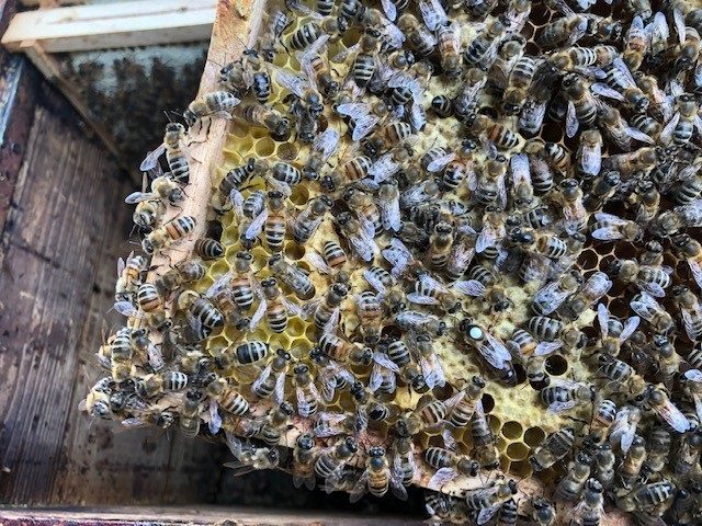 Foto_PM_Ein-Bienenvolk-fuer-die-Umweltlernschule_Jutta-Bruns | Kreisverwaltung Ahrweiler