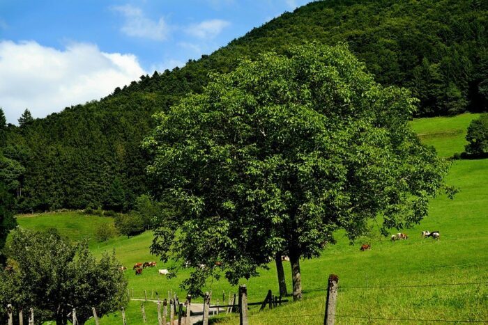 Bild-Wald | Kreisverwaltung Ahrweiler