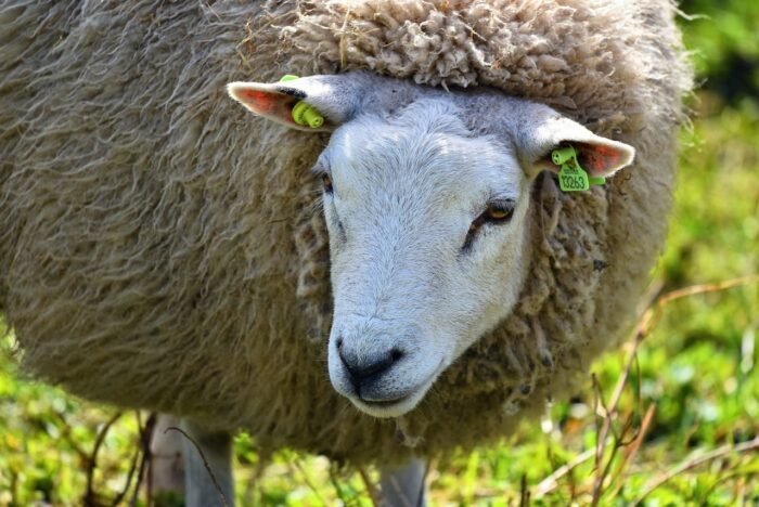 Schaf mit Ohrmarke_Pixaby_web | Kreisverwaltung Ahrweiler